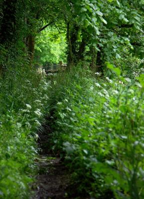 Going Green by Mike Parsons