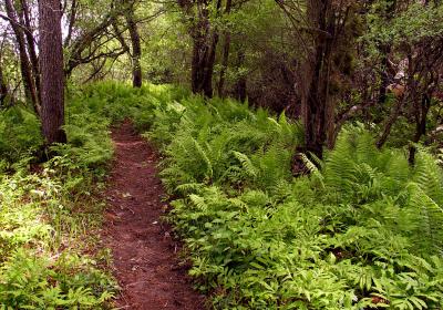 Fiddlehead Path by Ironic.jpg