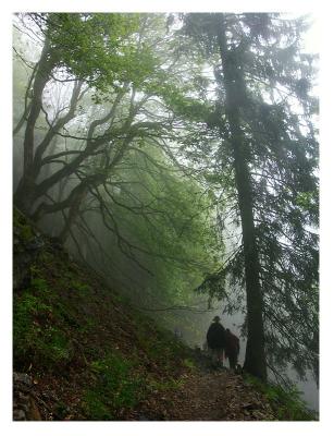 First Place: Misty(rious) Woods by alain db