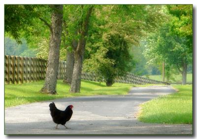 chicken crossing road <br> by Katherine Kenison