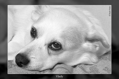 Vlady napping on my bed by Paolo Vairo
