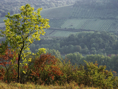 Above River Main Valley by UrsulaM