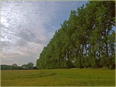 Poplar trees by Michael73