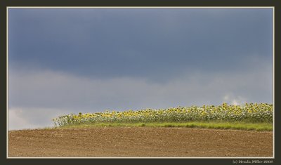 Sunlit Sunflowerfield by UrsulaM