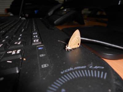 This moth did a circuit of the office, had a kip on one of our keyboards for about 5 hours then flew off again