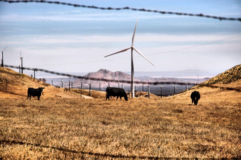 June 4- Cattle Ranch/Wind Farm
