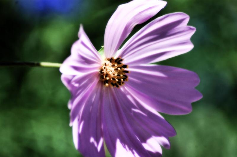 Cosmo