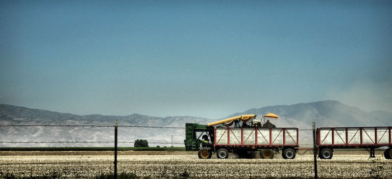 Onion Field Harvest