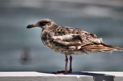 Sea Gull