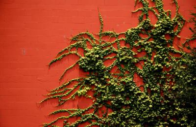 Wall-O-Ivy