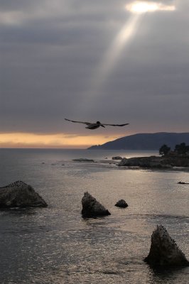 August 5- Pelican Sunset