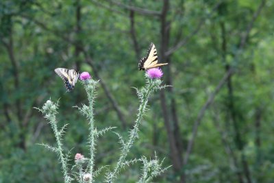 IMG_3250.JPG