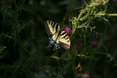 IMG_3301.JPG