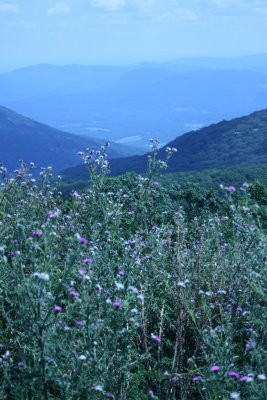 IMG_3181.JPG