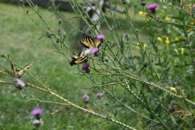IMG_3233.JPG