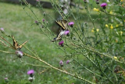 IMG_3234.JPG