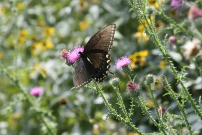 IMG_3237.JPG