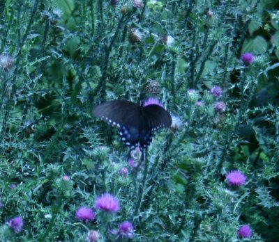 bluebutterfly.JPG