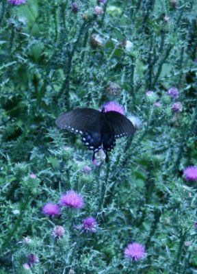 bluebutterfly2.JPG