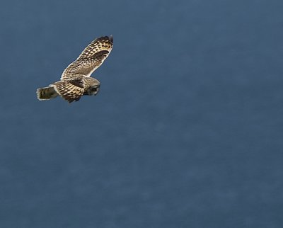 short eared owlweb.jpg