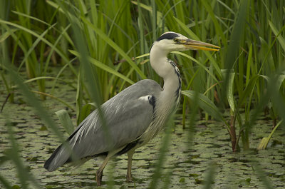 greyheron2.jpg