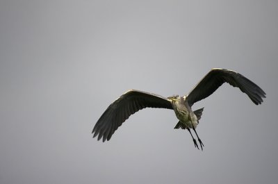 heron flying.jpg