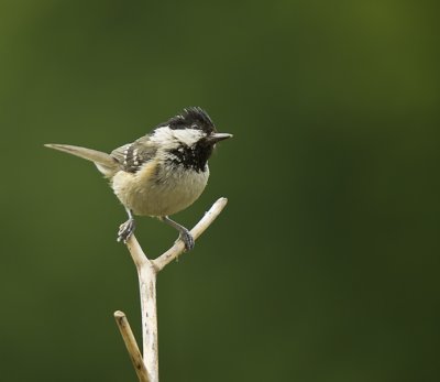 Coal Tit.....Periparus ater