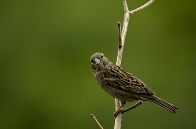 Female House Sparrow.....Passer domesticus