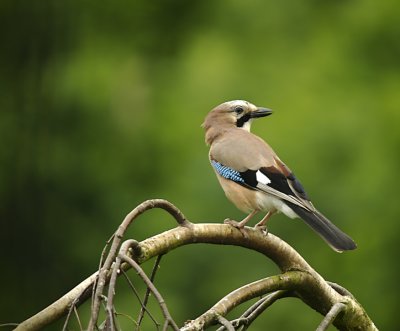 Jay....Garrulus glandarius