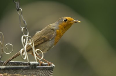 Robin......Erithacus rubecula