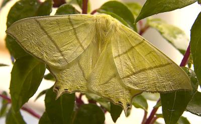 Swallow tail  moth