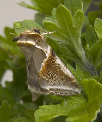 Buff Arches Moth