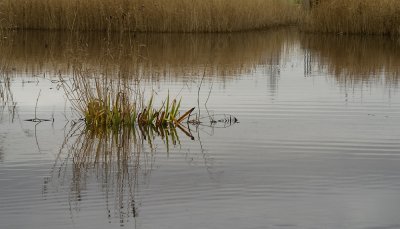 winter rushes