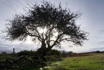 Gnarled tree at Brecon wales