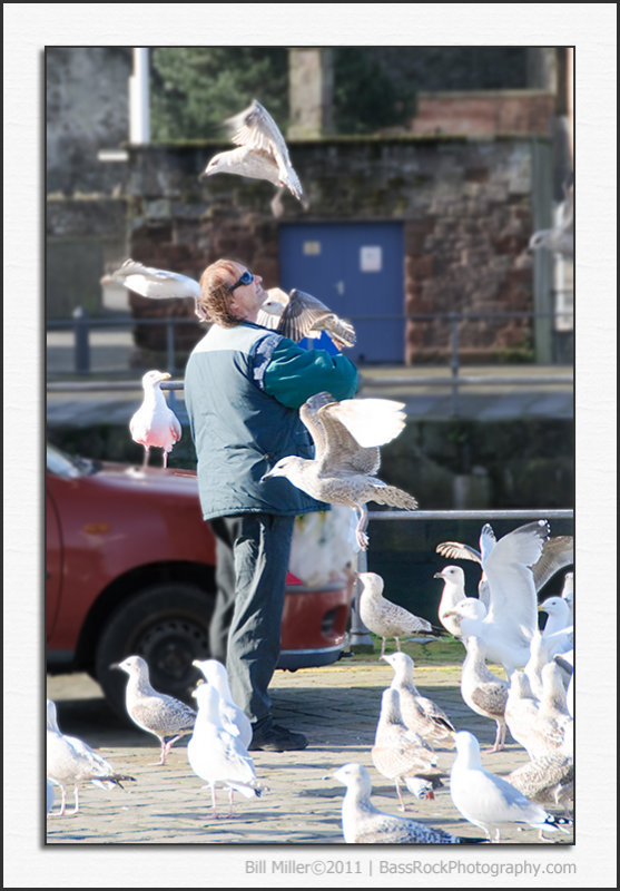 Man Eaten by Seagulls