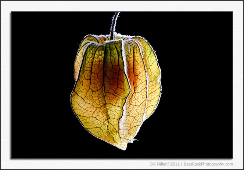 Physalis 