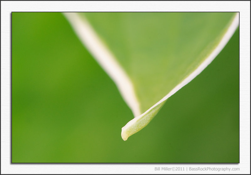 Hosta Leaf