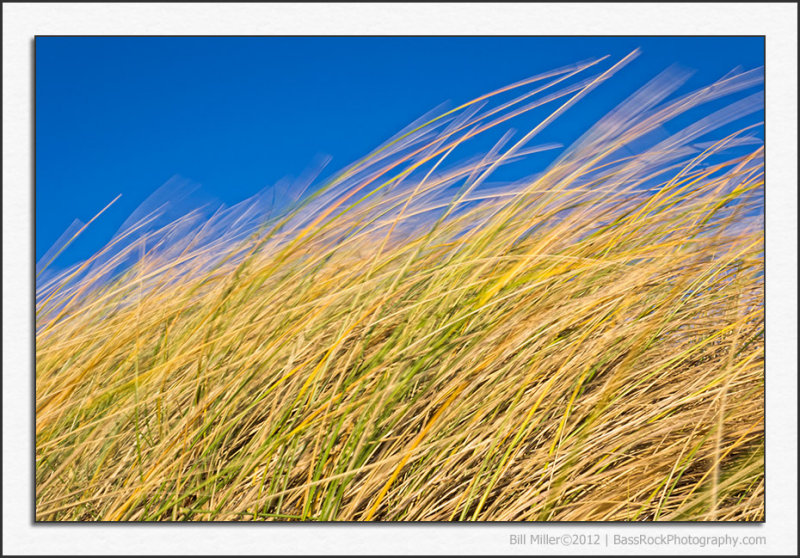 In the Grassy Dunes