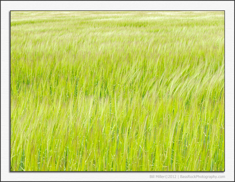 Waves in the Wheat