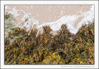 Seaweed Coastline in Minature