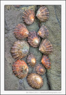 Limpet Family