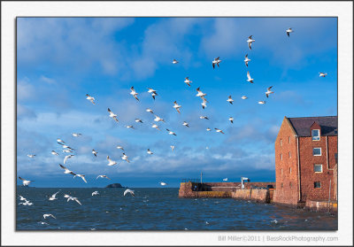 Gulls