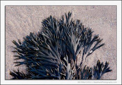 Seaweed Patterns