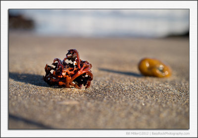 Seaside Curios