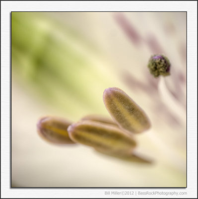 Stamen