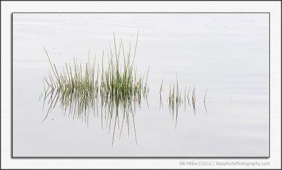 Water Reeds