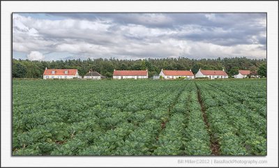 Cabbages and Cottages