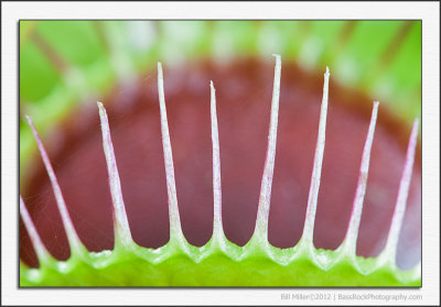 Venus Flytrap