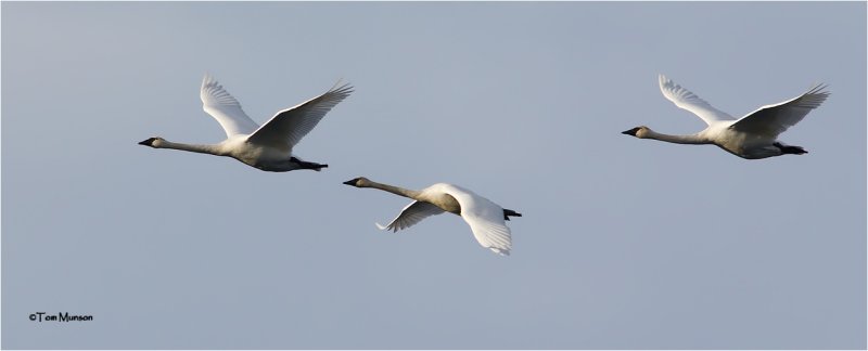  Trumpeter Swans