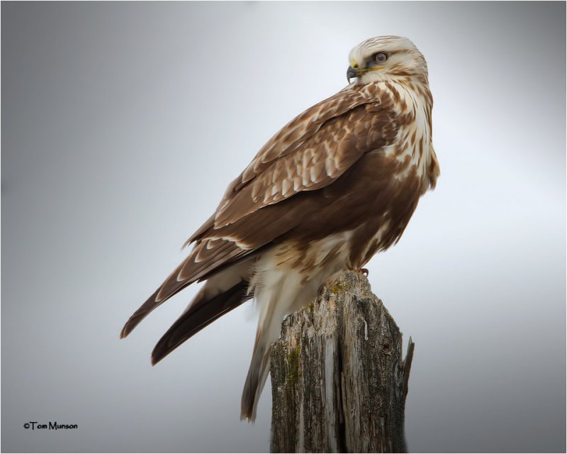 Rough-legged Hawk